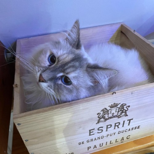 témoignages animaux de compagnie chats chients petsitter