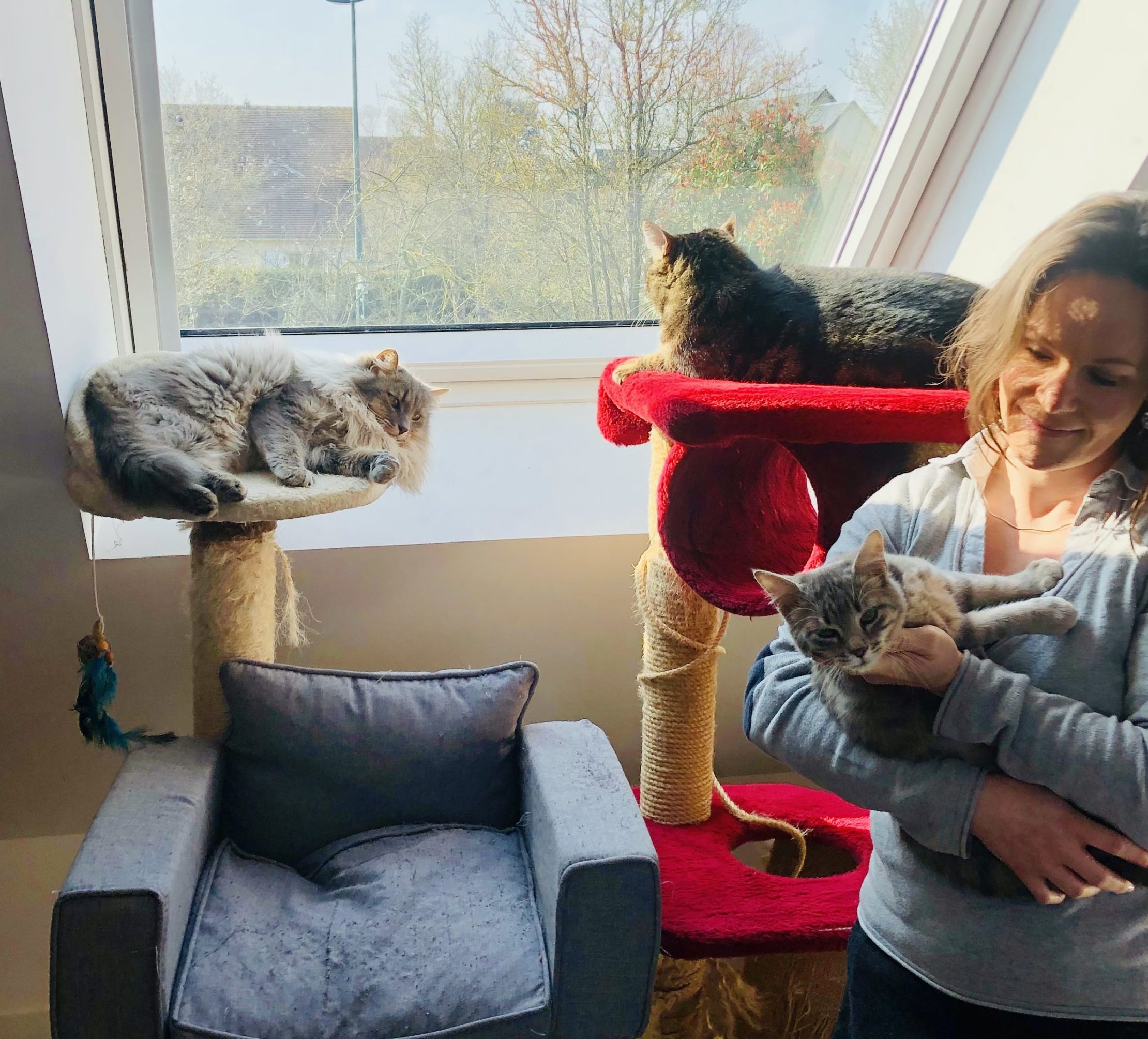 photos pêle mêle chat gardés maison isaure